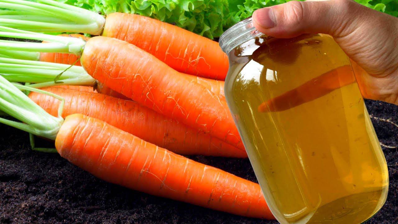 Агрономи розповіли, чим важливо підгодувати моркву наприкінці літа