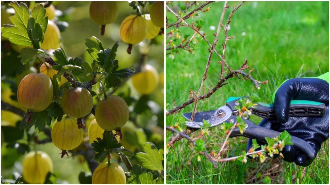 Садівники розповіли, як правильно обрізати аґрус у серпні