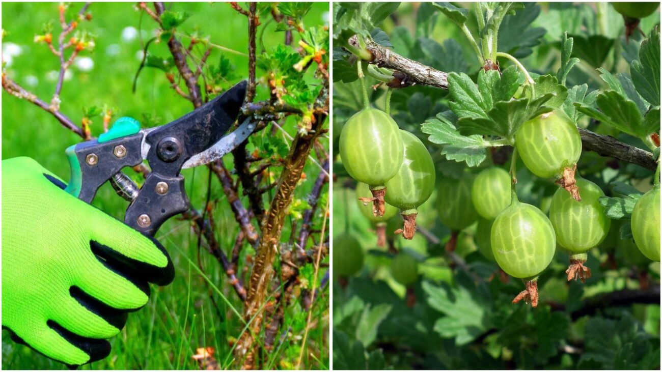 Садівники розповіли, як правильно обрізати аґрус у серпні