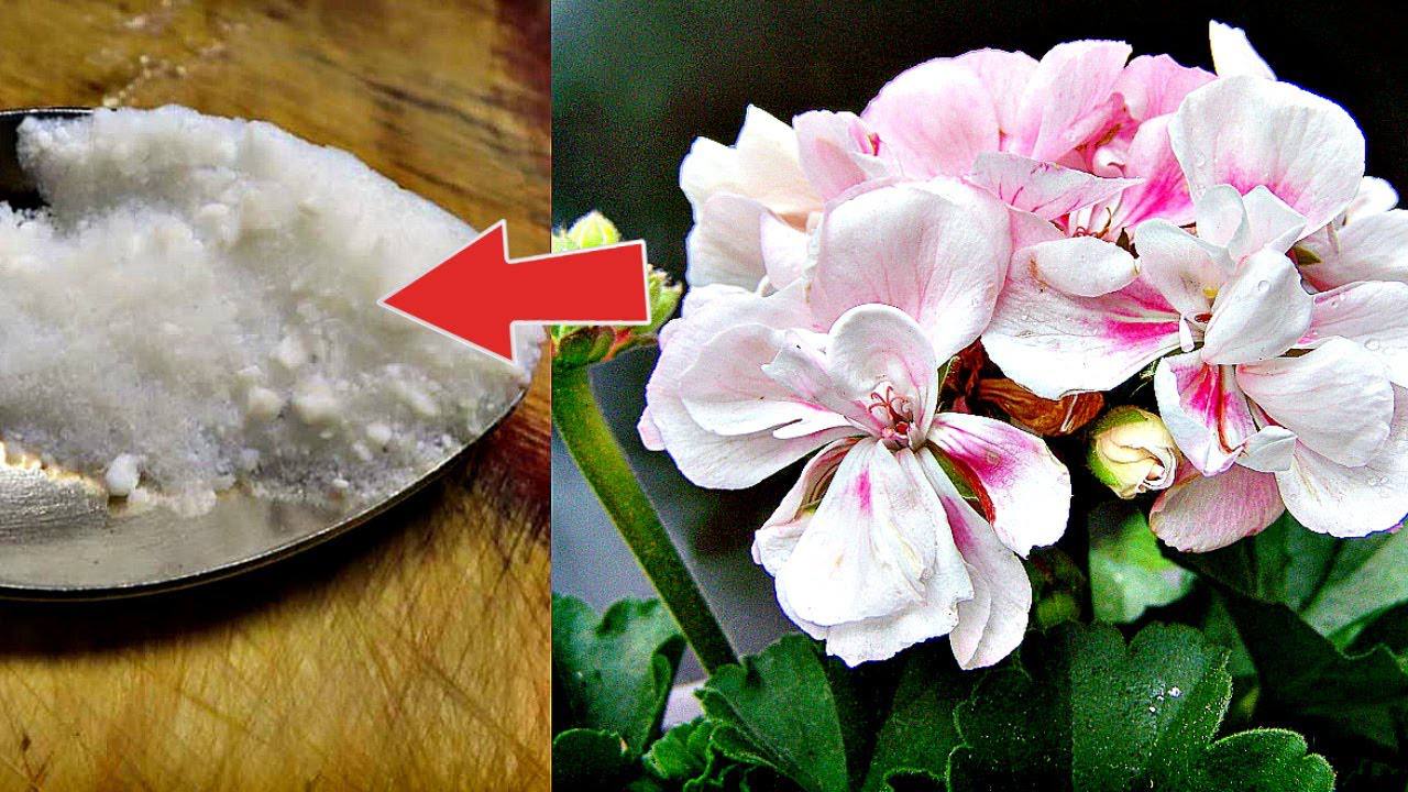 Квітникарі розповіли, чим підгодувати герань у саду наприкінці серпня