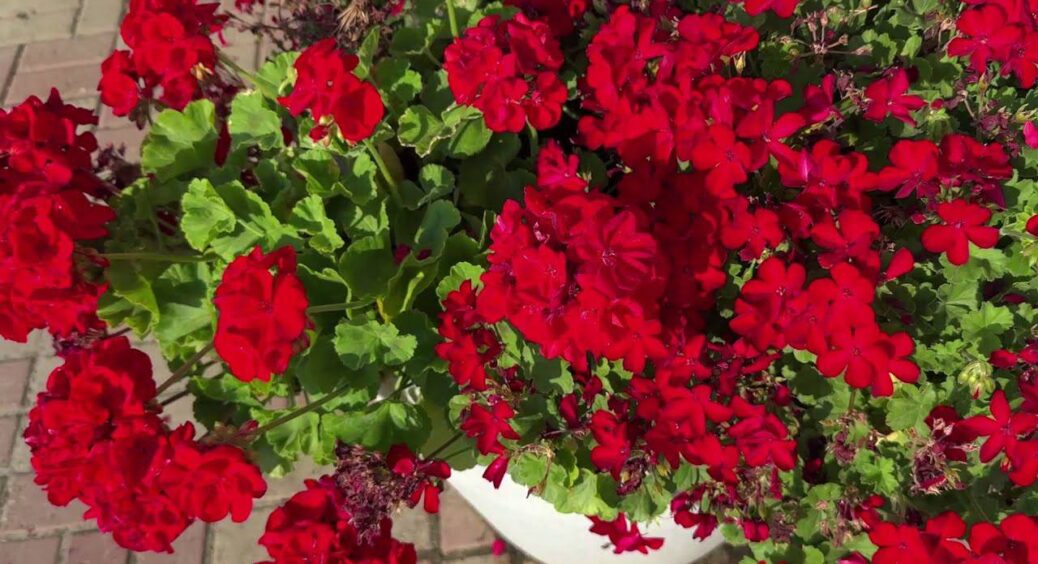 Рятую герань на раз-два: якщо листя пожовтіло, додаю 0,5 мл у воду – і пишні “шапки” ростуть, як на дріжджах 