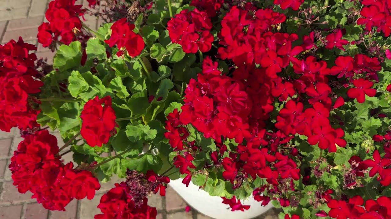 Квітникарі розповіли, що робити, якщо жовтіє листя герані