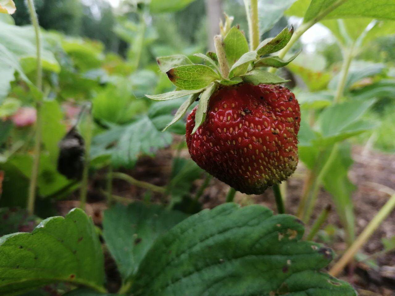 Експерти розповіли, як правильно підготувати полуницю до наступного сезону