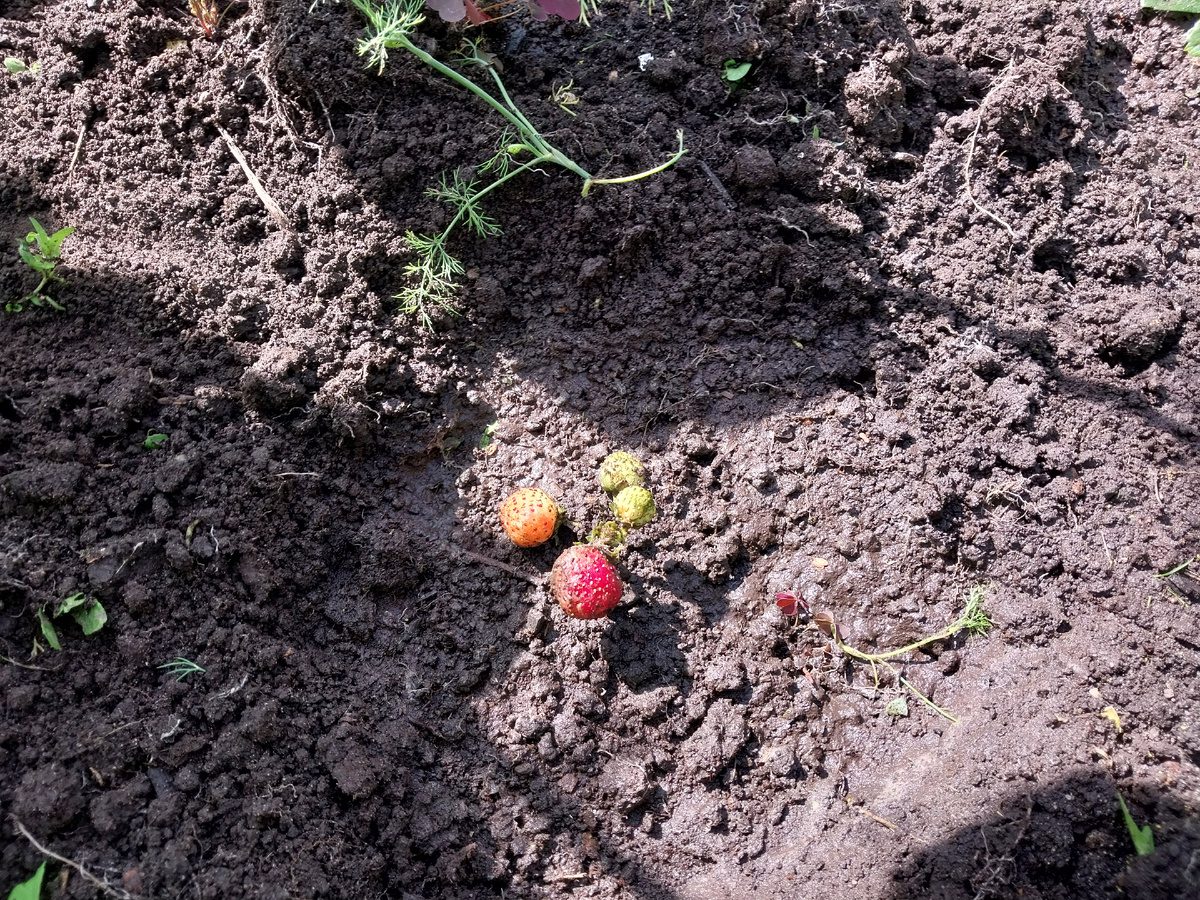 Садівники розповіли, як правильно і навіщо взагалі пересаджувати полуницю наприкінці літа