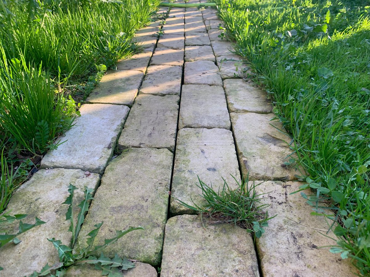 Садівники розповіли, як за добу позбутися бурʼянів між плиткою