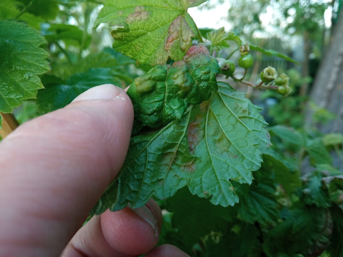Городники розповіли, як позбутись від попелиці на грядці без використання хімії та клопоту