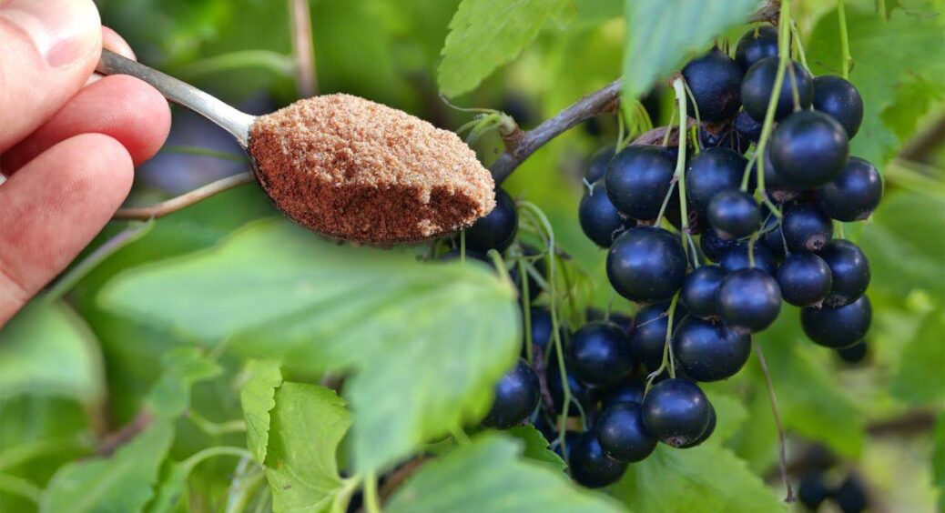 45 г на відро води – і кущі смородини рясно плодоносять: ягід вистачає на 100 банок варення й заморозку 