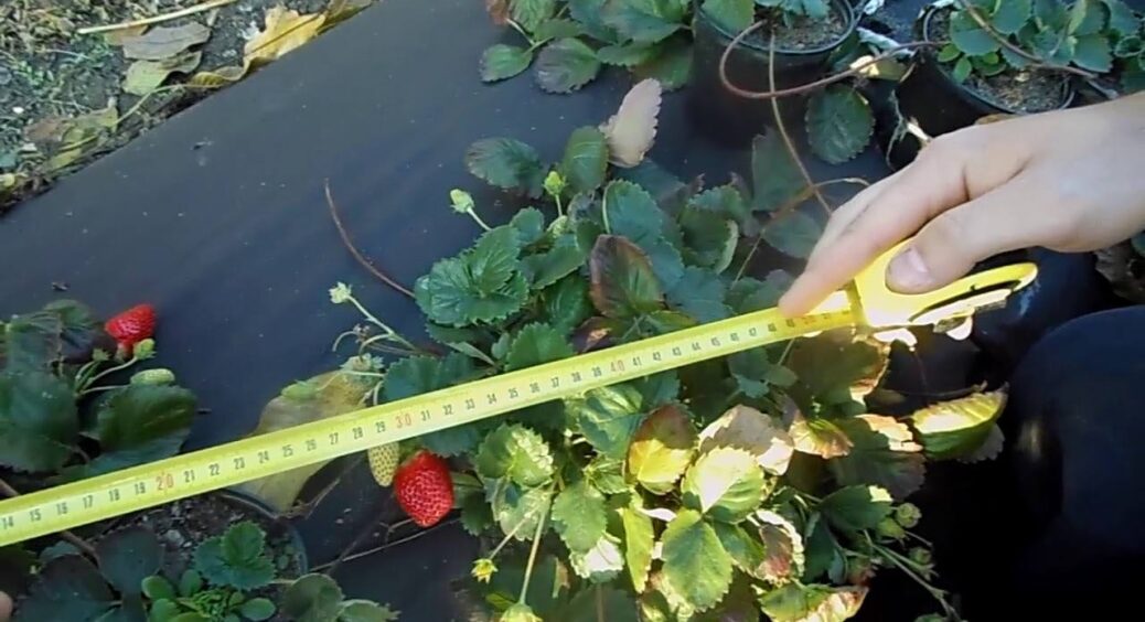 Я вже 10 років саджу полуницю за схемою 50×80×25 – і збираю ягід удвічі більше, ніж сусіди з тієї ж площі 