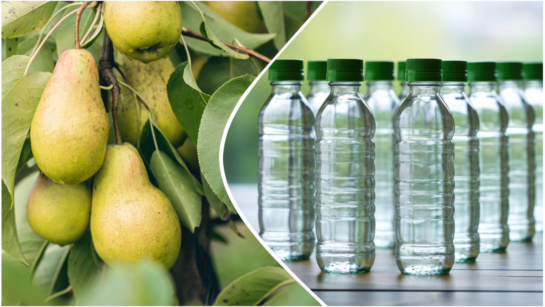 Садівники розповіли, навіщо підвішувати пластикові пляшки на дерева