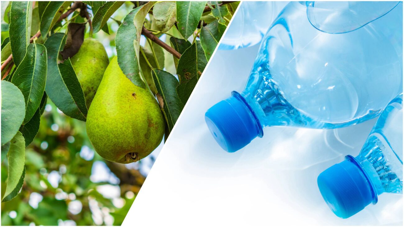 Садівники розповіли, навіщо підвішувати пластикові пляшки на дерева