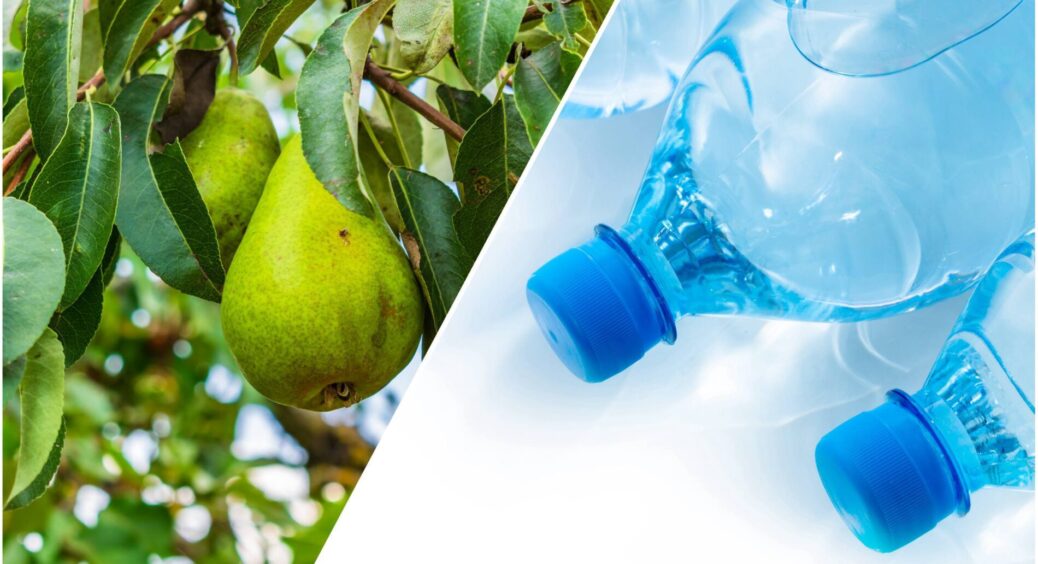 Беру 3 пляшки з водою – і вішаю на кожну грушу: спочатку сусіди сміялись, а потім побачили врожай по 80 кг 