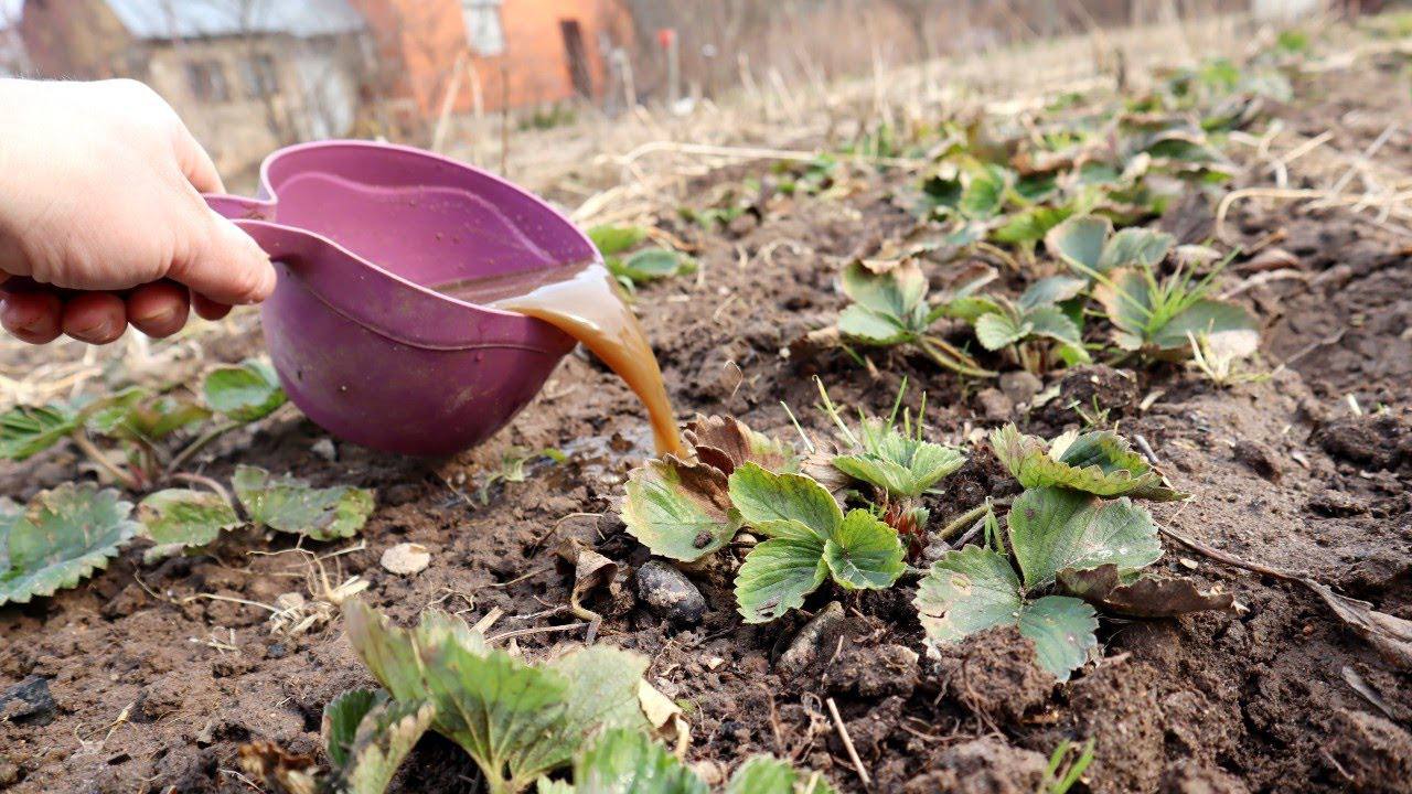 Городники розповіли, як доглядати за полуницею восени 