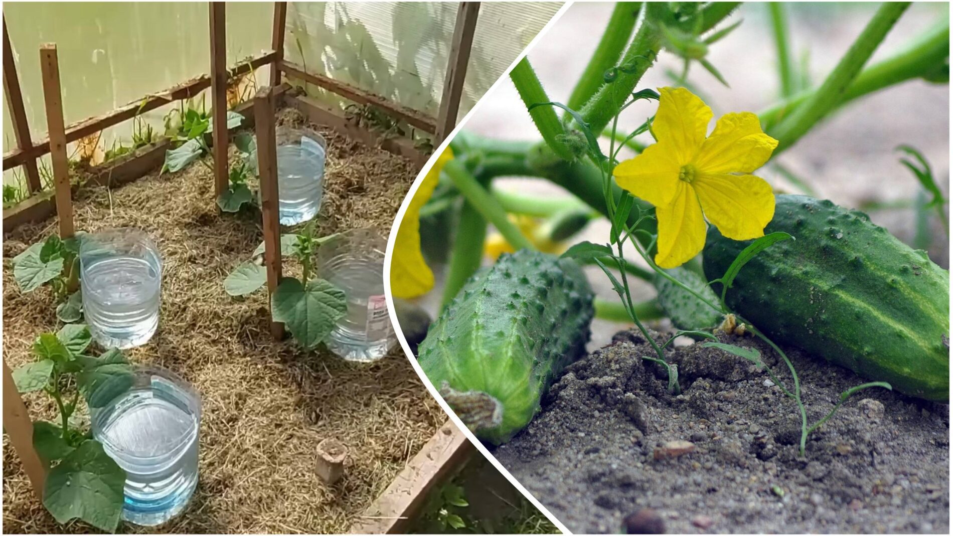 Городники розповіли, як власноруч зробити систему крапельного поливу для огірків