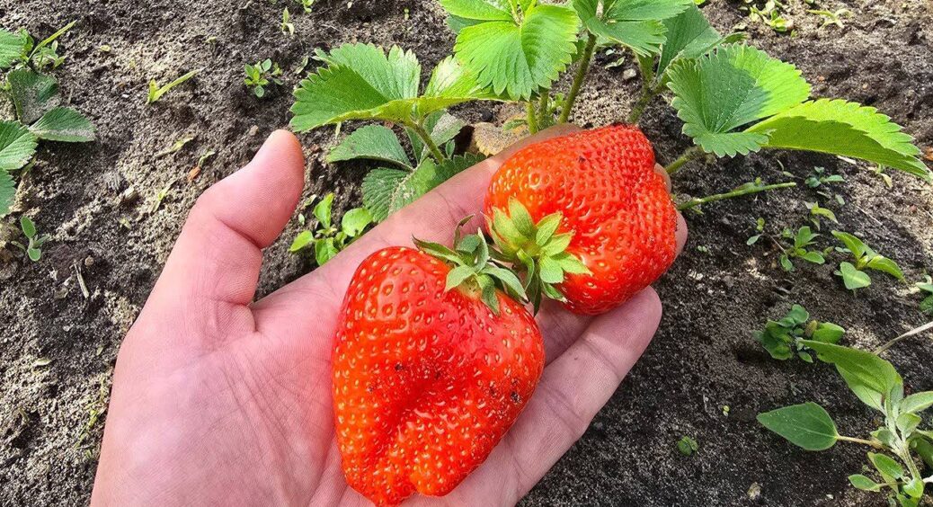 За 1 хвилину вичищаю всі вуса суниці і знаходжу хворі кущі: коричневе коріння – сигнал до видалення 