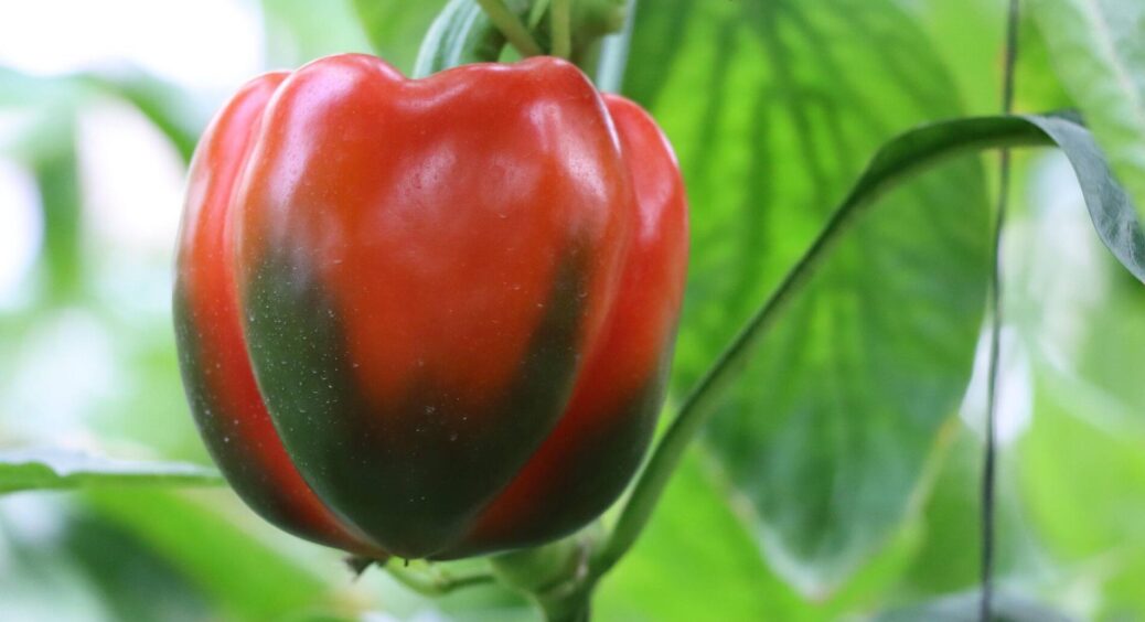 Не бланшую перець перед заморозкою – він свіжий рік: 3 кроки до ідеального зберігання овочів 