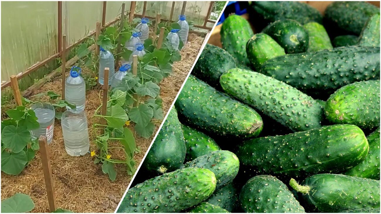 Городники розповіли, як власноруч зробити систему крапельного поливу для огірків