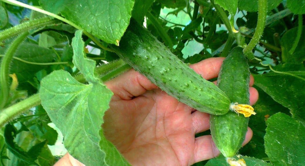 Лишень 50 г соди на 10 л води – так і рятую огірки від борошнистої роси: плоди чисті всього за 7 днів 