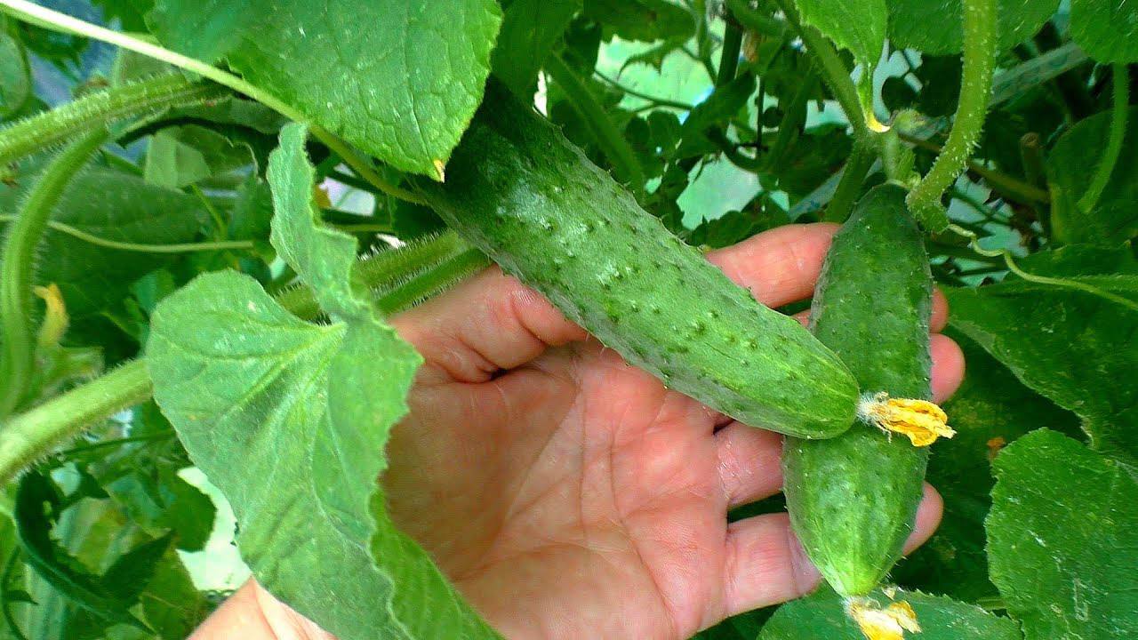 Городники назвали сорт огірків для посіву у вересні