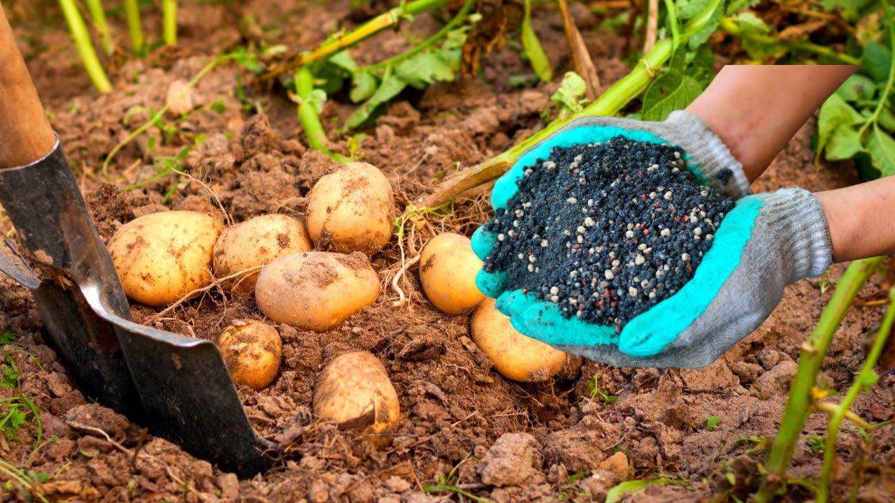Агрономи розповіли, як домогтися родючого ґрунту після збирання картоплі
