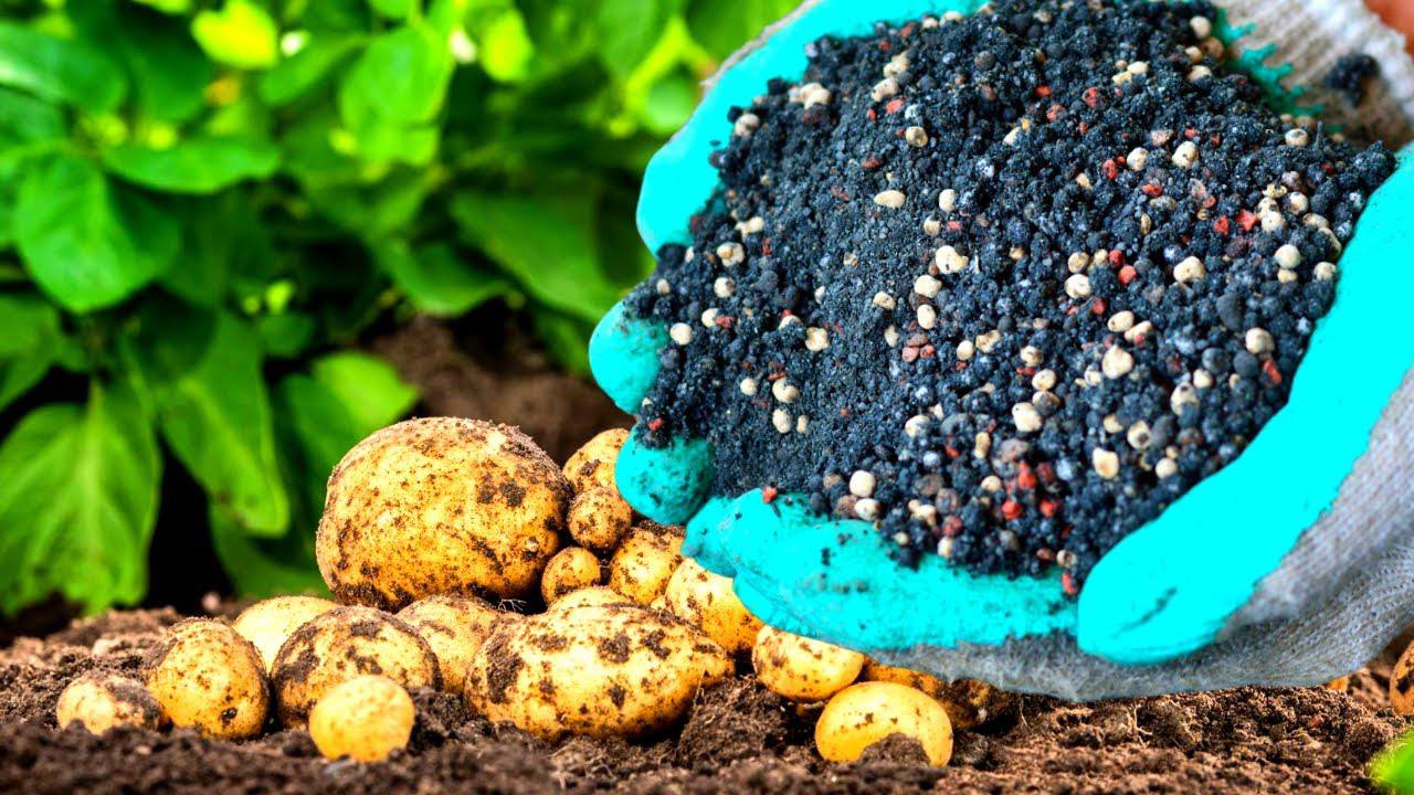 Агрономи розповіли, як домогтися родючого ґрунту після збирання картоплі