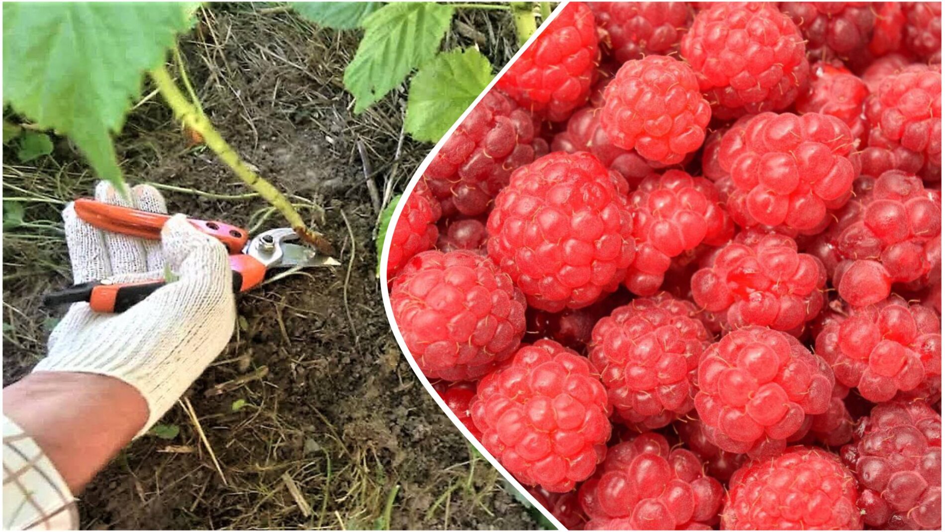 Садівники розповіли, як правильно обрізати малину восени