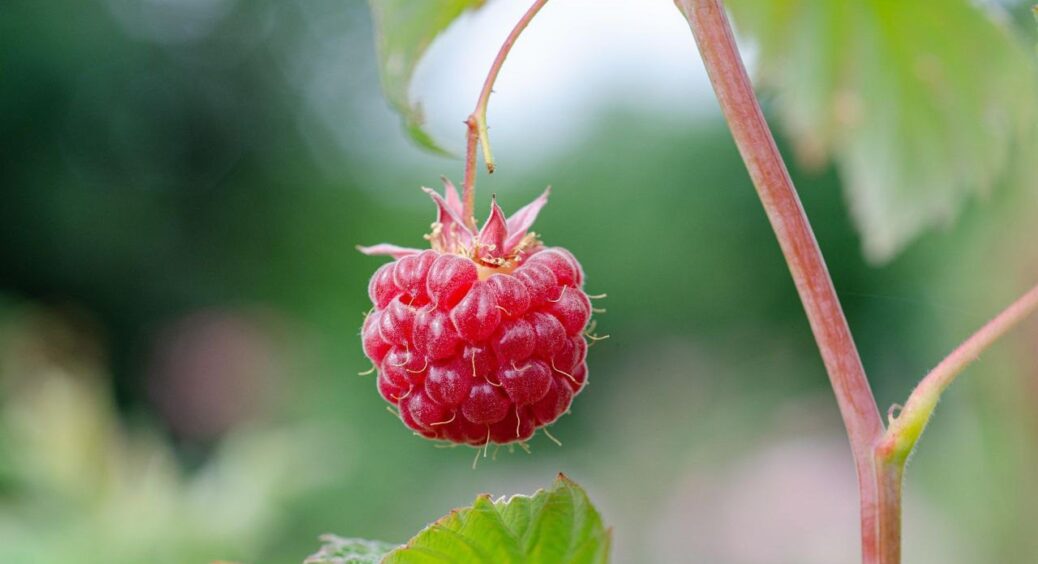 Восени під малину сиплю 80 г суперфосфату й мульчую 8 см компосту – кущі плодоносять так, що гілки гнуться 