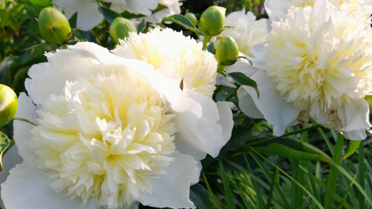 Квітникарі розповіли, як доглядати за півоніями влітку та на початку осені