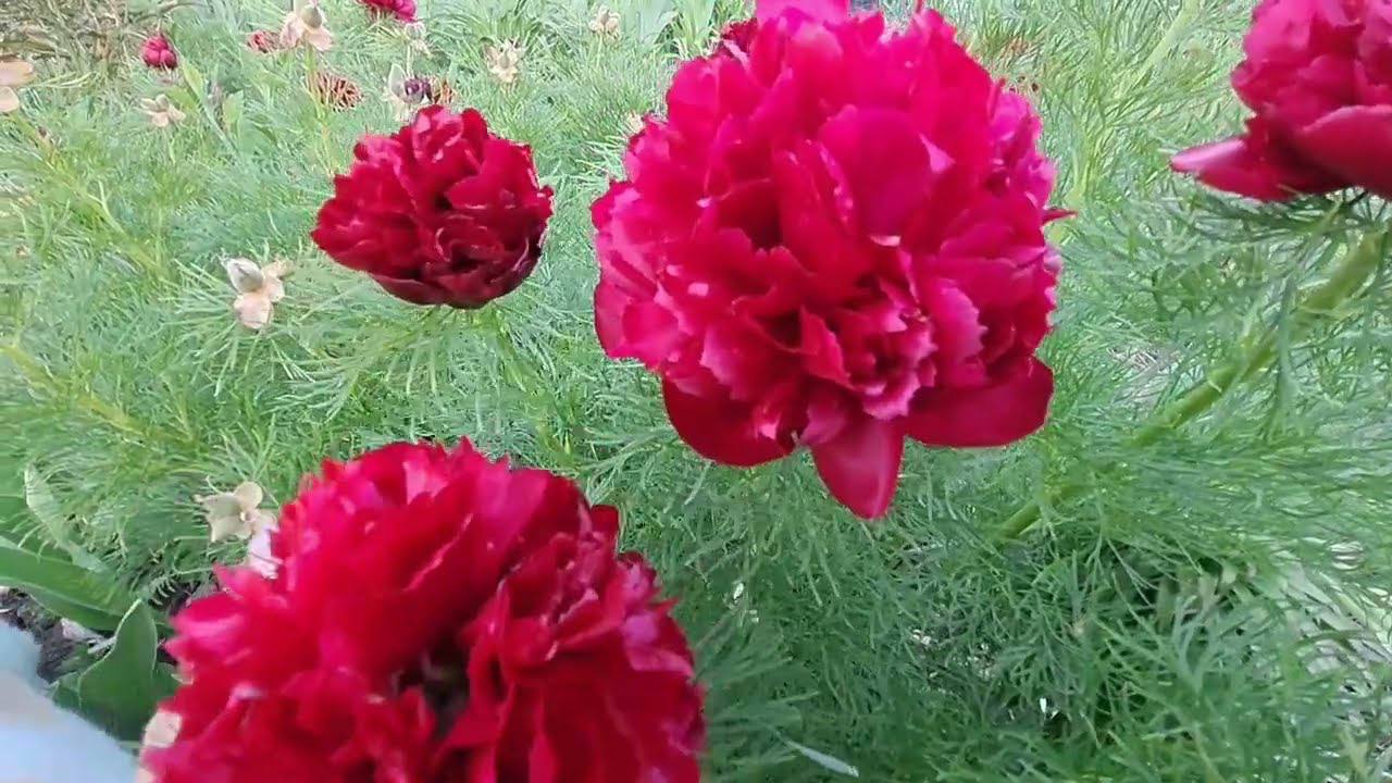 Квітникарі розповіли, як доглядати за півоніями влітку та на початку осені