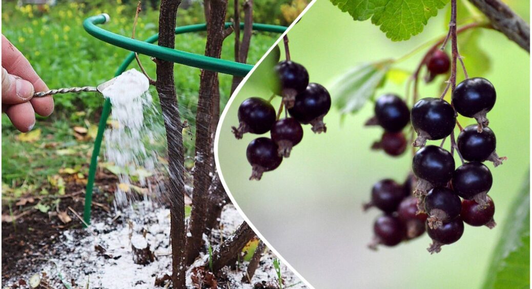 Ягідки “ллються рікою” з кущів: дієва суміш для смородини – у 2026 будуть повні відра розкішного врожаю 