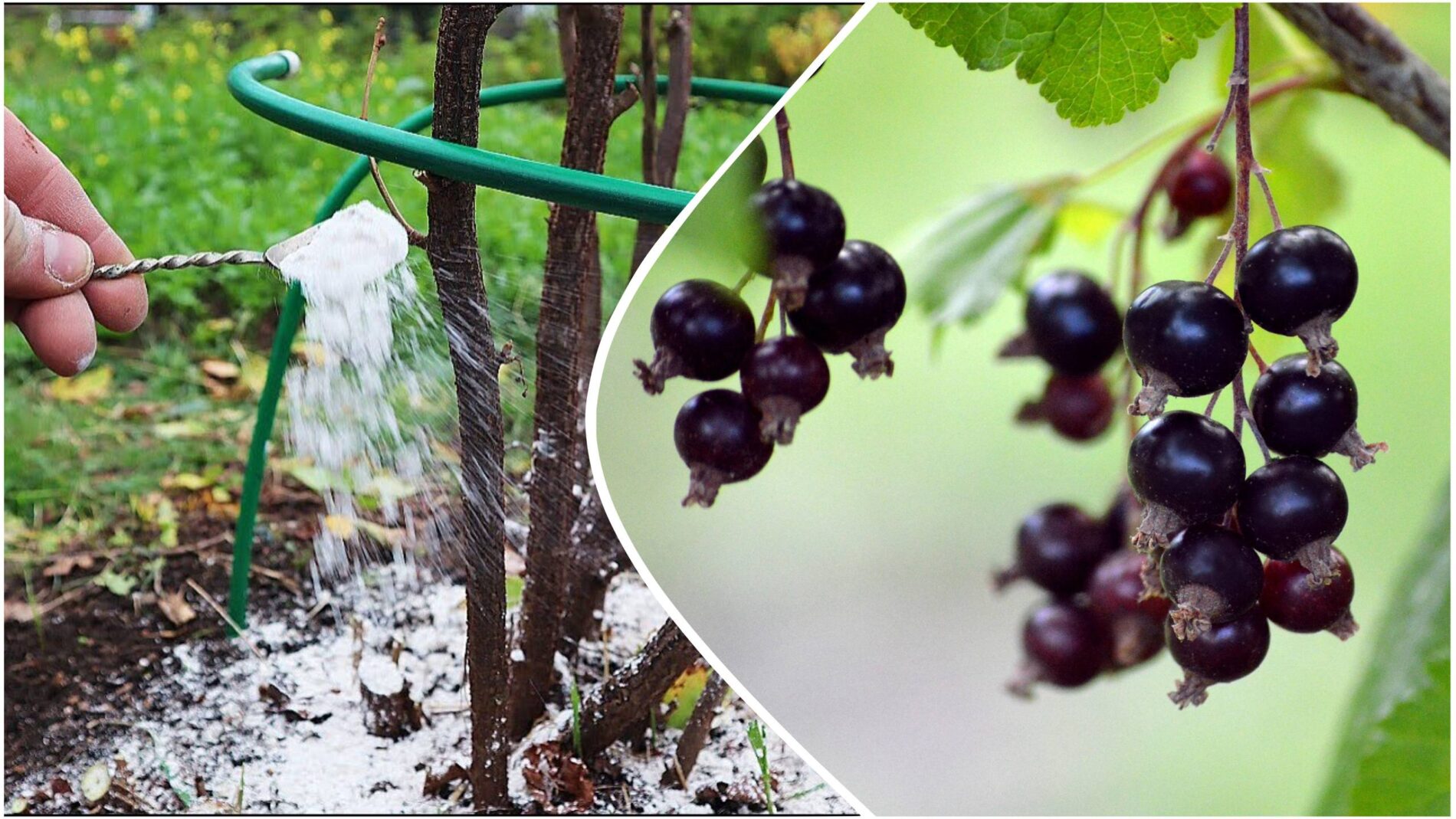 Агрономи розповіли, чим важливо обов'язково обробити смородину в серпні