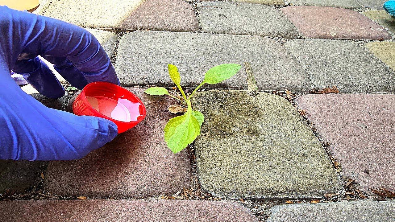 Садівники поділилися ефективним способом, який допоможе позбутися бур'янів