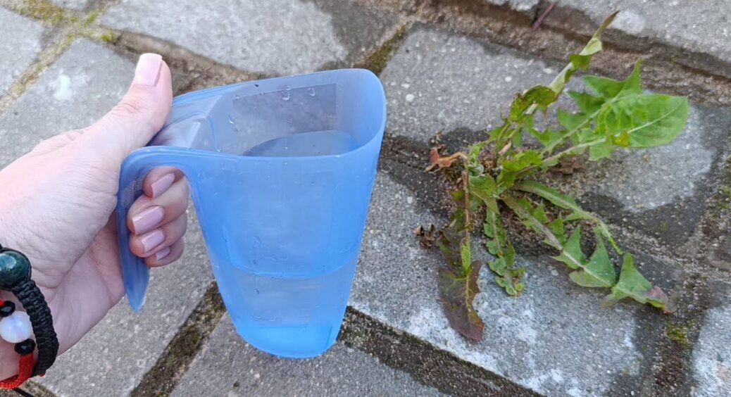 Вилила окріп уздовж паркану – і бур’яни зникли не те, що за 24 години – за 1 ніч: дія на рівні гербіцидів 