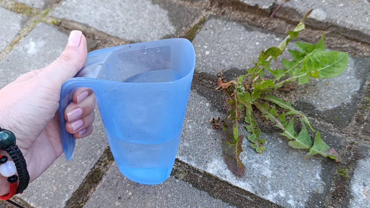 Городники розповіли, як знищити бурʼяни за допомогою окропу 