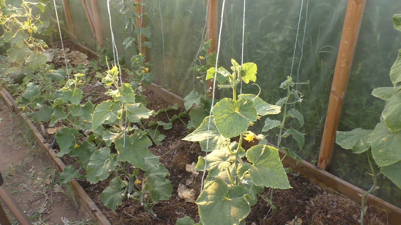 Агрономи розповіли, як продовжити плодоношення огірків на 2-3 тижні без хімії