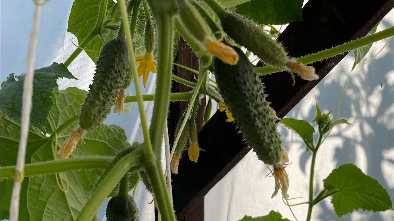 Городники назвали дієве підживлення для огірків 