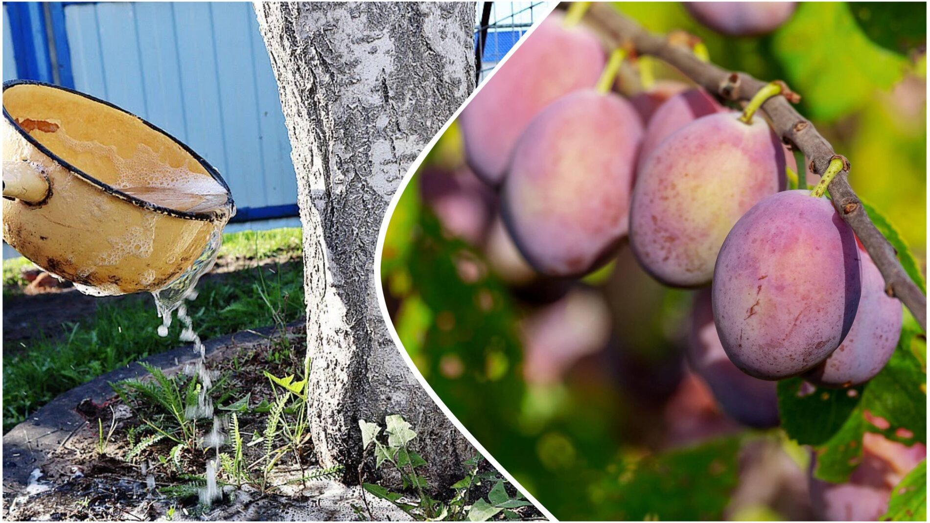 Садівники розповіли, чим підгодувати сливу після збирання врожаю