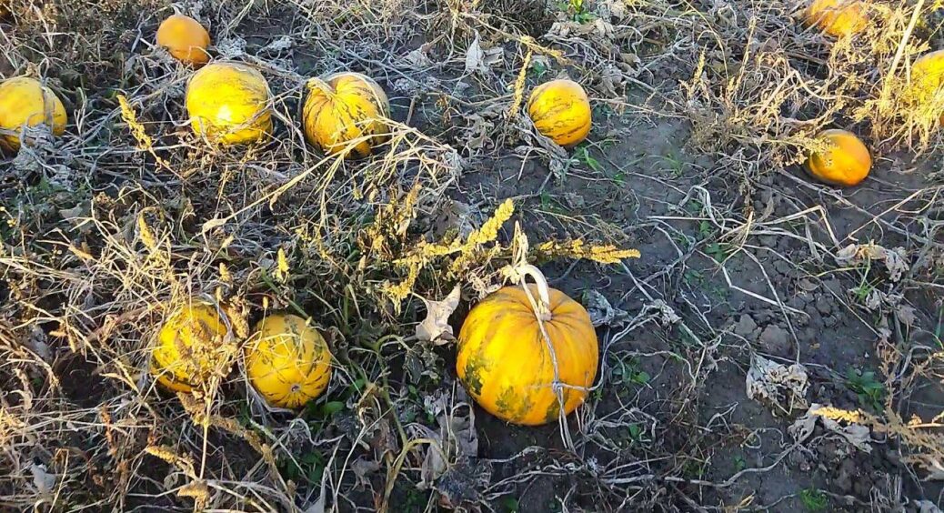 Перевіряю стиглість вірними способами: ось як насправді визначити, що гарбуз уже дозрів – 4 головні ознаки 