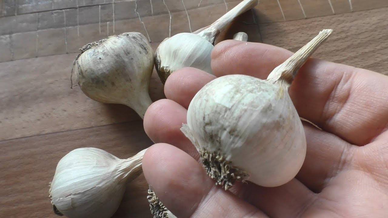 Городники розповіли, як правильно вибрати часник для посадки восени