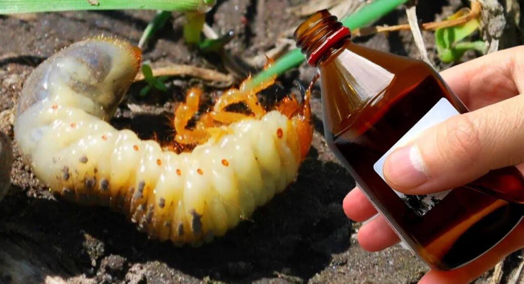 0 мурах та капустянок: ось як кум-городник використовує нашатирний спирт із користю на дачній ділянці 