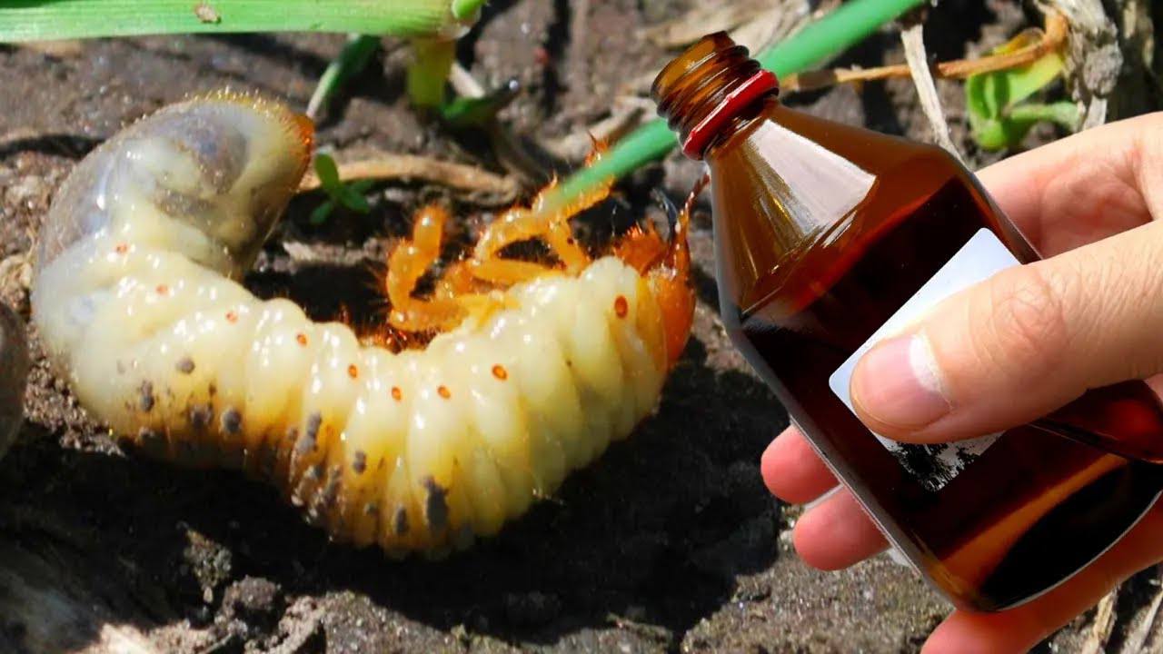 Городники розповіли, як використовувати нашатирний спирт проти шкідників на дачі