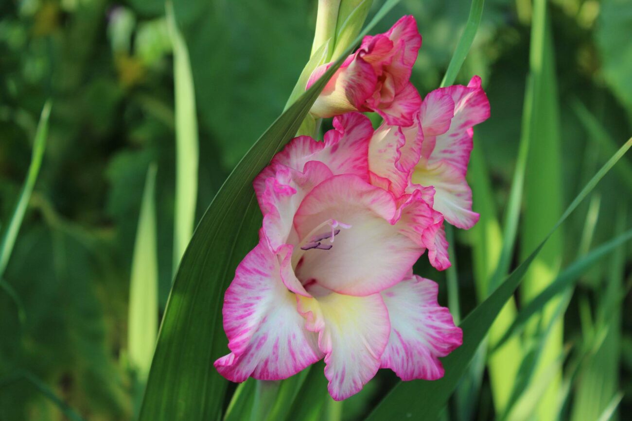 Квітникарі розповіли, як висаджувати гладіолуси, щоб цвіли з липня до жовтня