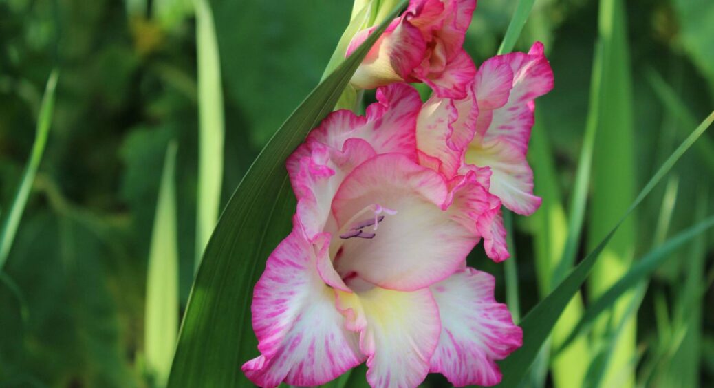 Дотримуюся лише цих 3 правил догляду – і гладіолуси радують цвітінням з липня до жовтня: поради квітникарів 