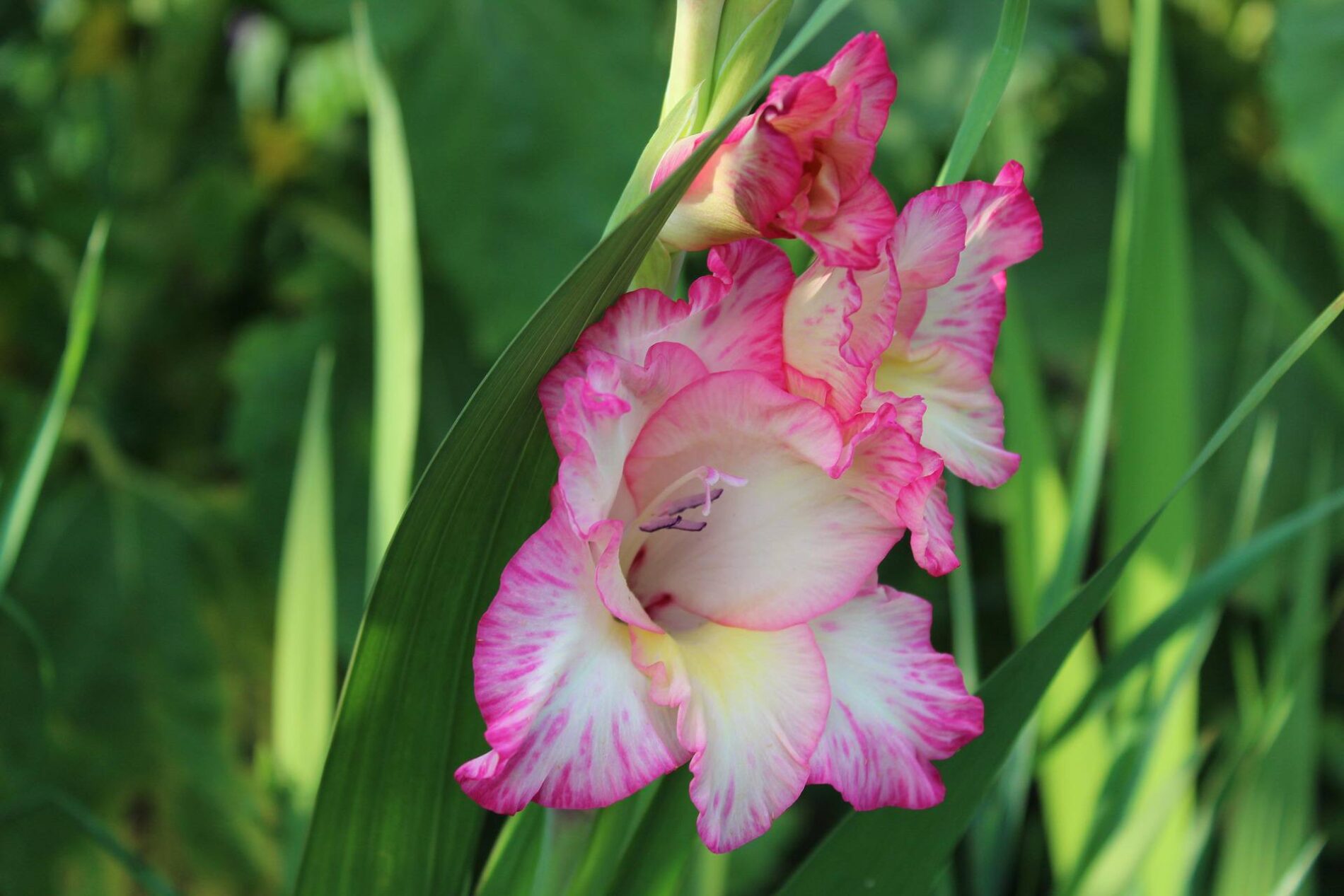 Квітникарі розповіли, як висаджувати гладіолуси, щоб цвіли з липня до жовтня