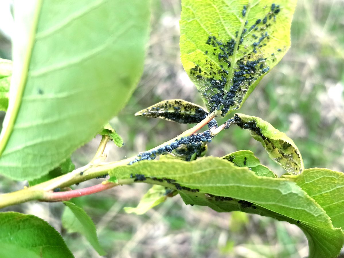 Городники розповіли, як позбутись від попелиці на грядці без використання хімії та клопоту