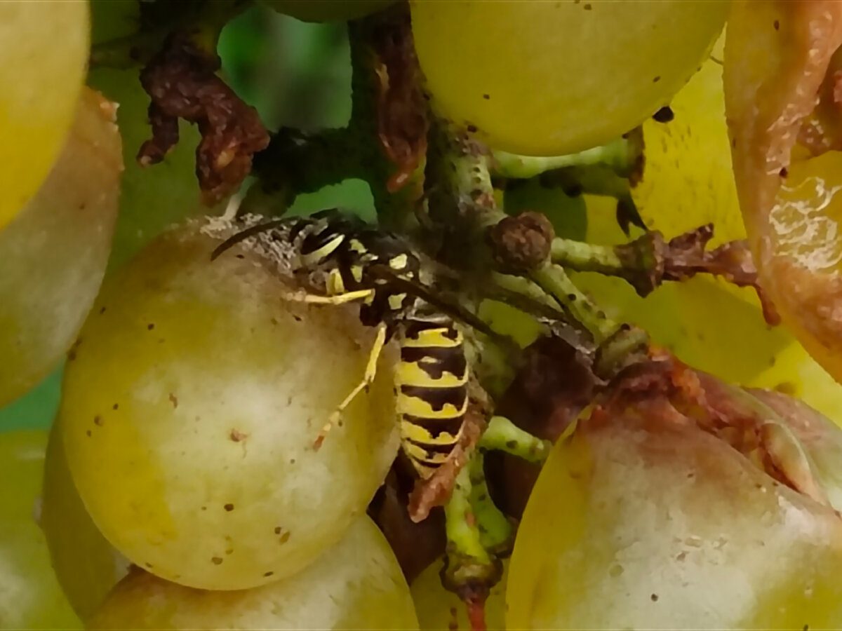 Садівники розповіли, як захистити виноград від ос та птахів