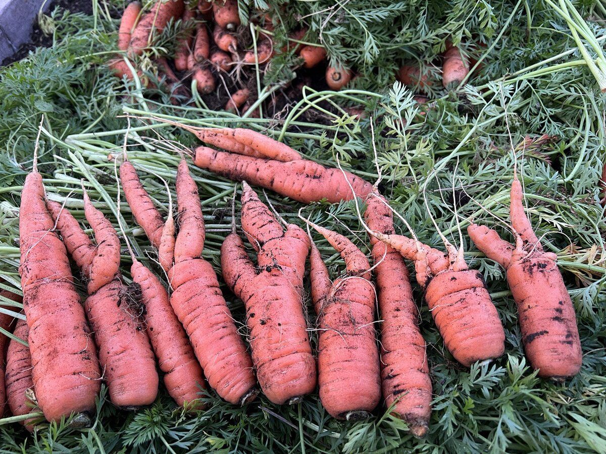 Городники розповіли, який сорт моркви не варто обирати для вирощування на своїй ділянці