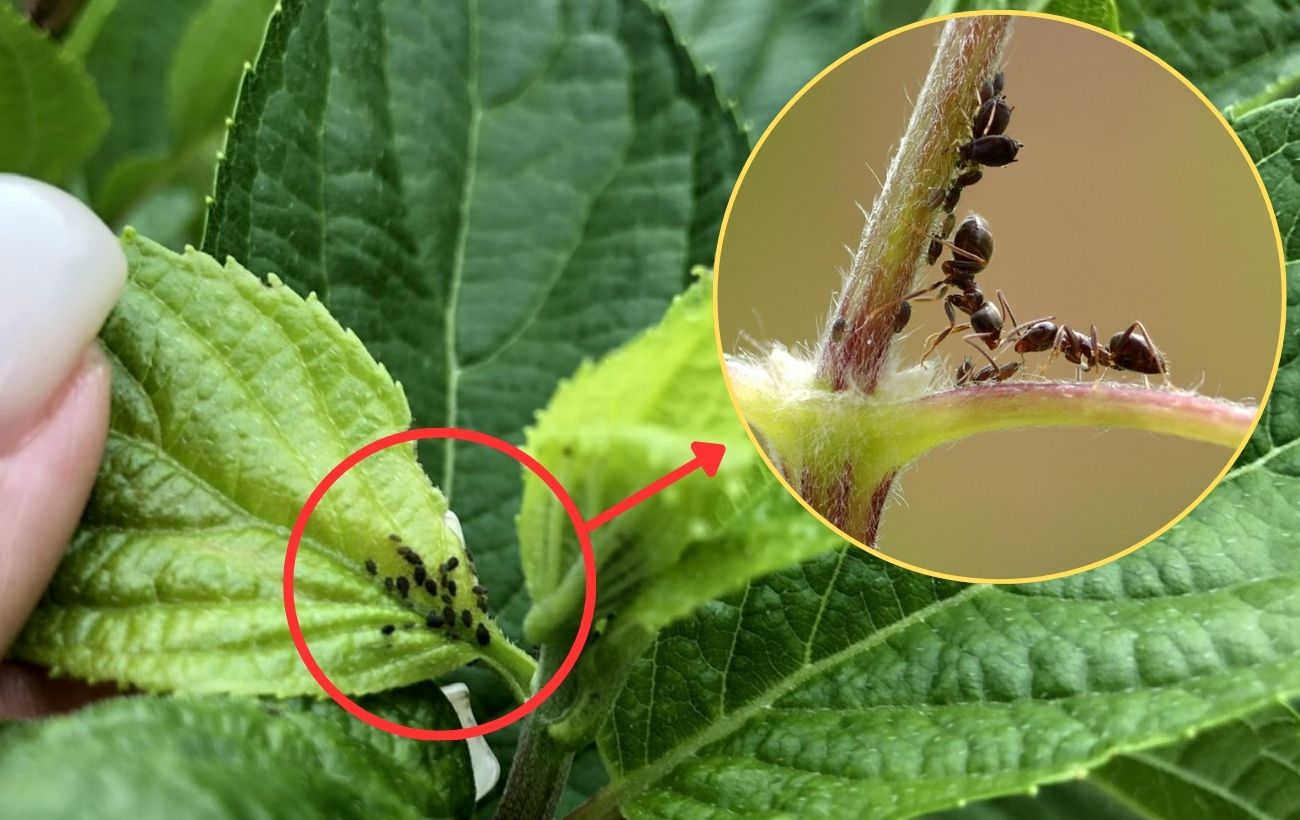 Як позбутись від попелиці швидко та без шкоди для ґрунту