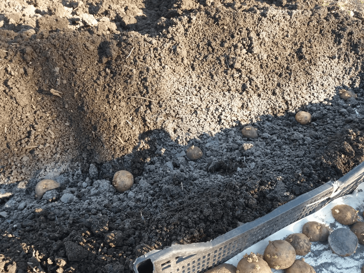 Городники розповіли, що покласти в лунку під час посадки картоплі