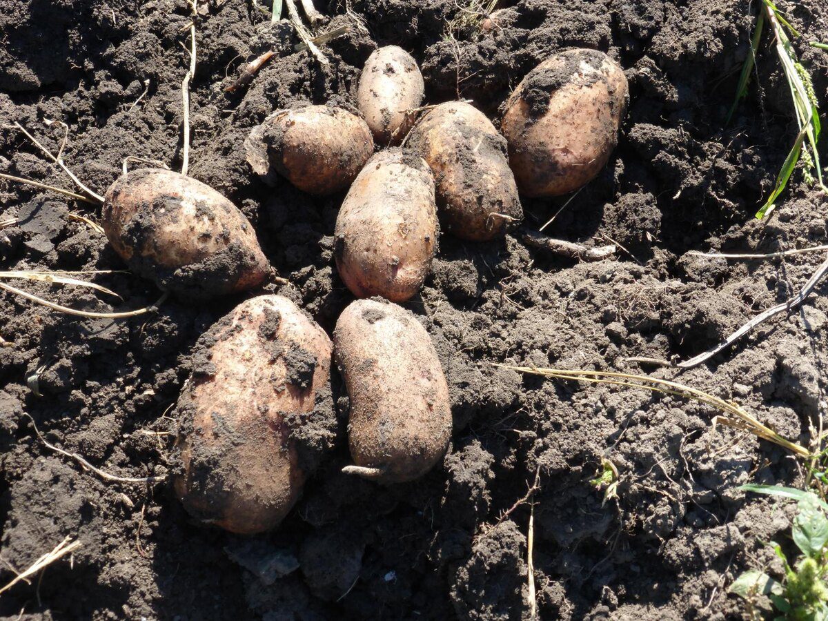 Експерти розповіли, як правильно садити картоплю для щедрого та смачного врожаю