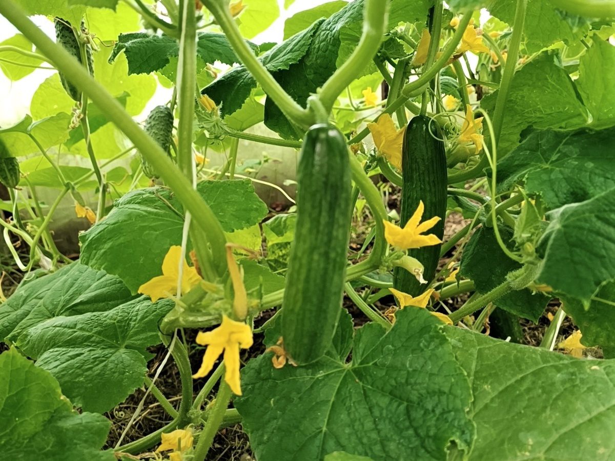 Городники розповіли, як продовжити плодоношення огірків до заморозків 